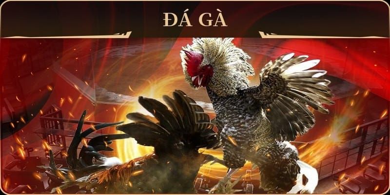 Đá Gà Online-Chiến Thuật Dành Cho Người Chơi Mới Đá gà online giúp tiết kiệm thời gian
