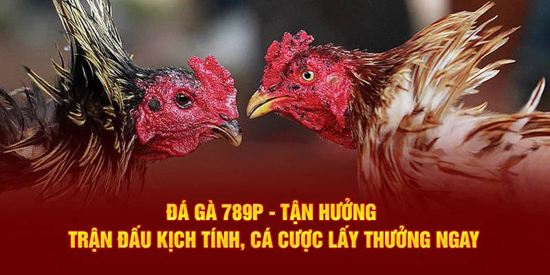 Đá gà online luôn hấp dẫn người chơi bởi sự kịch tính