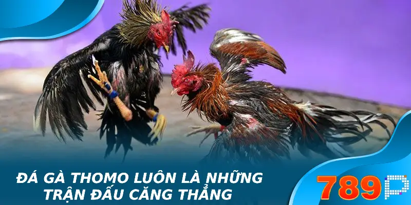 Đá Gà Thomo – Thông Tin Chi Tiết Mới Nhất 2025 Đá gà thomo luôn là những trận đấu căng thẳng