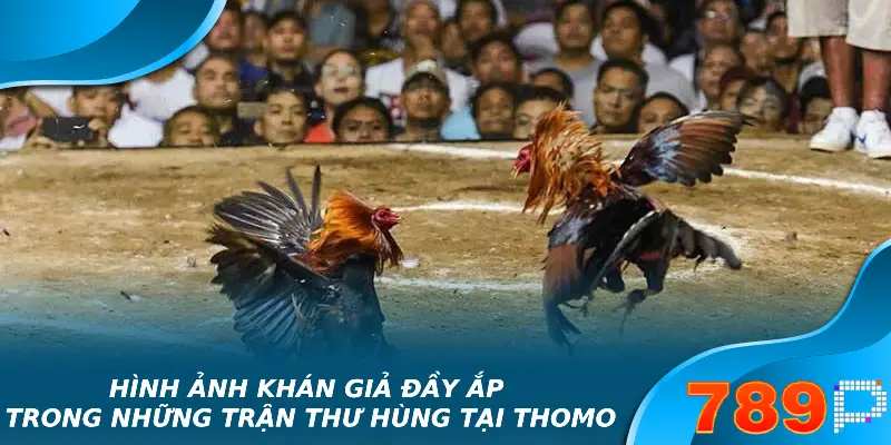 Đá Gà Thomo – Thông Tin Chi Tiết Mới Nhất 2025 Hình ảnh khán giả đầy ắp trong những trận thư hùng tại Thomo