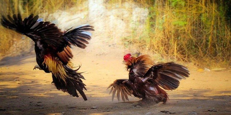 Đá Gà Online-Chiến Thuật Dành Cho Người Chơi Mới Thông tin về chiến kê cực kỳ quan trọng